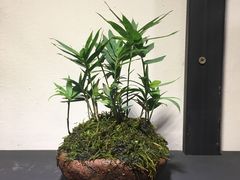 -植觉