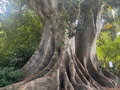 -墨尔本皇家植物园