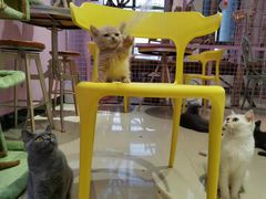 -70cat德文卷毛猫·缅因猫纯种猫舍