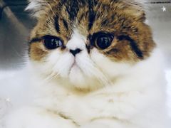 -创凡宠物医院·骨专科  猫科中心(西乡分院)