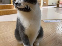 -猫和宫(六道口店)