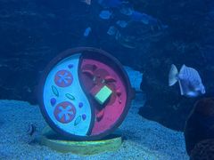 -海合安成都极地海洋公园