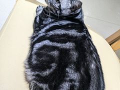 -藏猫猫咖啡主题馆(中央大道店)