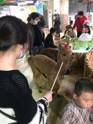 点击看大图 -七巧国萌宠乐园(龙湖天街店)