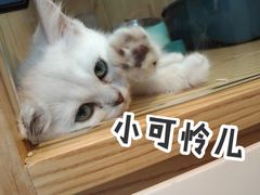 -Promise 国风宠物空间(上邦百汇城店)