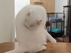 -有猫主题·治愈系猫咖(曾厝垵店)