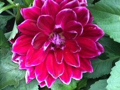 -北京白桦林彭兴全农家院