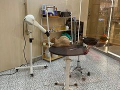 -momokira米努特·德文卷毛猫·棉花面纱犬
