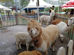 -萌宠亲子动物乐园(槐房万达店)