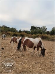 -浅山蜜塘奇妙乐园·亲子营地