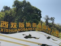 -西双版纳原始森林公园