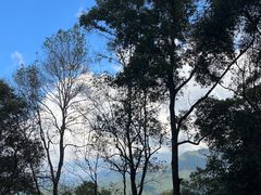 -清迈丛林飞跃 JungleFlight