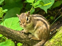 -五营红松林海景区