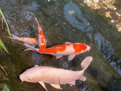 -聚缘堂·海鲜私房菜(松岭路店)