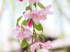 -海棠花溪(元大都城垣遗址公园)