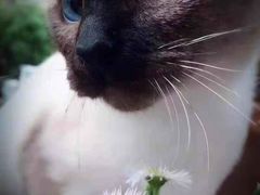 -安安宠医宠物医院·异宠·犬猫内科(岳阳分院)