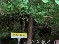 -大慈岩风景区