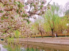 -海棠花溪(元大都城垣遗址公园)