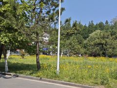 -日照海滨国家森林公园