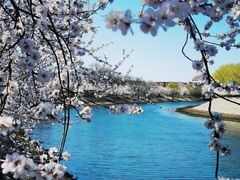 -桃花堤公园