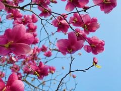 -花开海上生态园