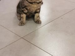 -三花喵·撸猫购宠·宠物生活馆(虹桥南丰城店)