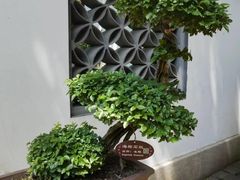 -上海醉白池公园