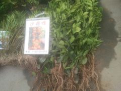 -重庆市江北嘴中央商务区中央公园