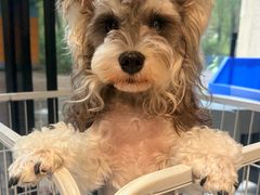 -琪喵猫屋·撸猫猫咖·猫舍