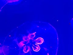 -芜湖新华联大白鲸海洋公园