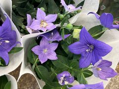 -双季花艺园艺市场(浦东店)