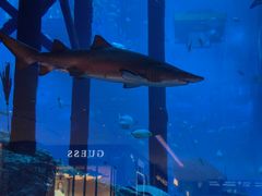 -迪拜水族馆及水下动物园