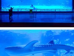 -烟台海昌鲸鲨海洋公园