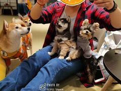 -逗柴咖啡屋·狗咖猫咖宠物桌游