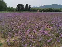 -北京东方普罗旺斯薰衣草庄园