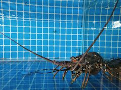 -喜渔门海鲜酒楼