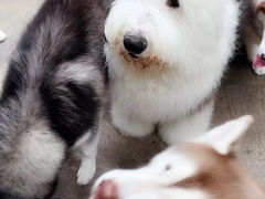 -TrueLove @ Neverland (Husky Cafe)