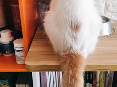 -平行世界·猫咖(首经贸店)