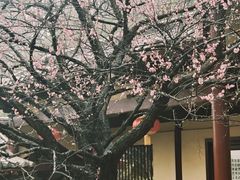 -庐山风景名胜区-东林大佛