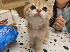-老吴的猫·猫舍(新区店)