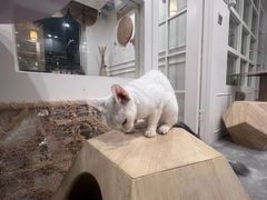 -楼上猫咖(罗湖店)