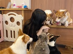 -柯斗斗主题餐厅·狗咖·围炉煮茶·茶饮(国瑞升平里店)