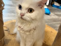 -楼上猫咖(罗湖店)