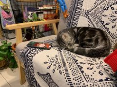 -平行世界·猫咖(首经贸店)