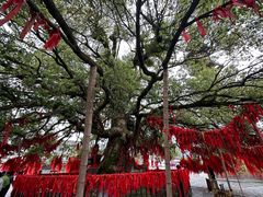 -江西龙虎山景区