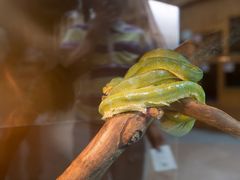 -上海大自然野生昆虫馆(东方明珠·爬宠昆虫探索中心)