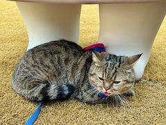 -深圳湾万象城(南山店)