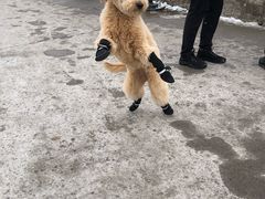 -尼亚加拉瀑布州立公园