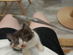 -楼上猫咖(罗湖店)