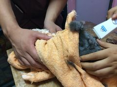 -严国平动物医院(德政总院)